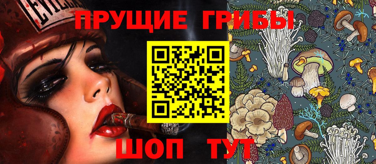 Волхов  Галлюциногенные грибы Psilocybine cubensis  Вход с VPN 